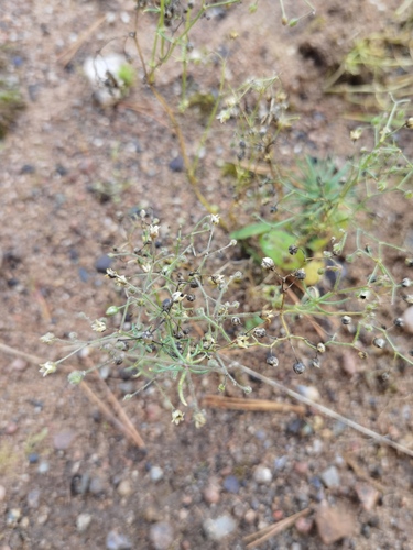Spergula arvensis observed 2026-10-20