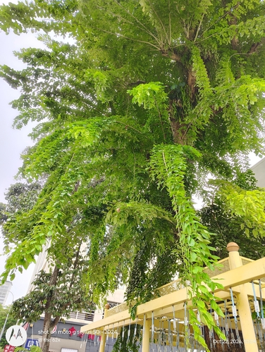 Pterocarpus indicus observed 2026-10-22