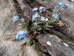 Myosotis sylvatica