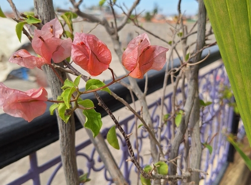 Bougainvillea buttiana observed 2026-10-22