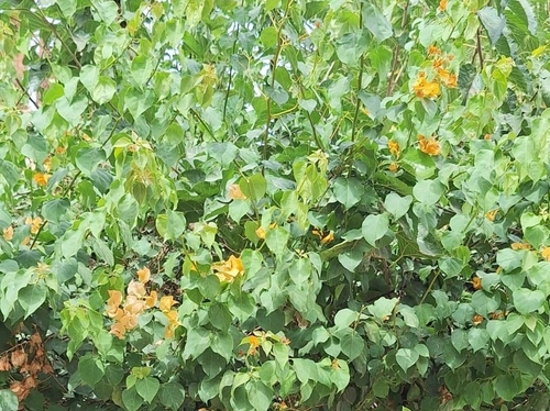 Bougainvillea buttiana observed 2026-10-22