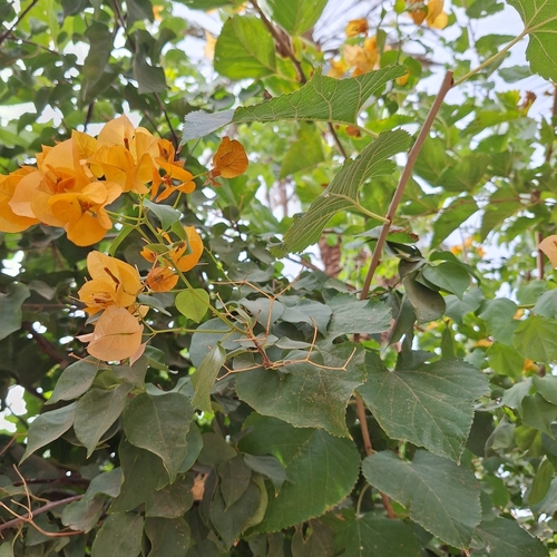 Bougainvillea buttiana observed 2026-10-22
