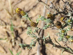 Oedera humilis