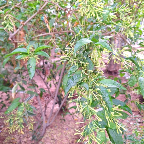 Cestrum nocturnum observed 2026-10-22