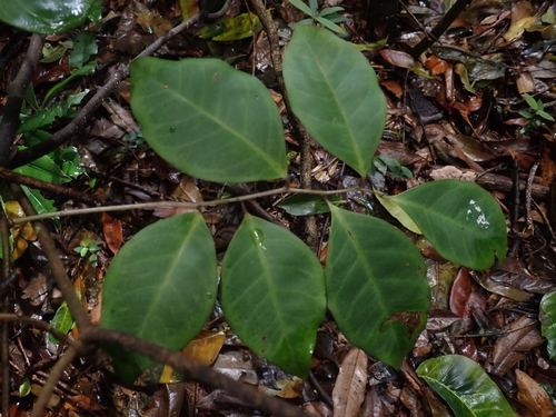 Embelia observed 2026-10-20