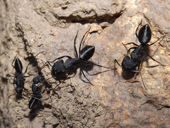 Camponotus morosus
