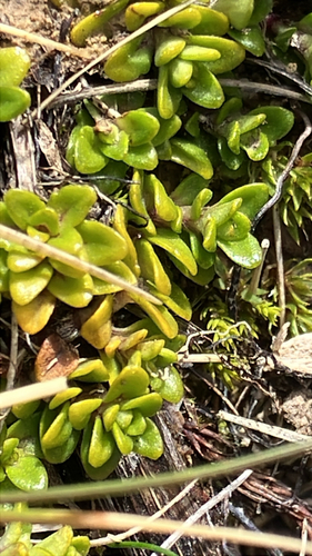 Ourisia caespitosa observed 2026-10-22