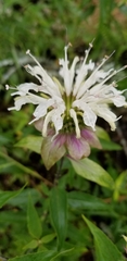 Monarda stipitatoglandulosa