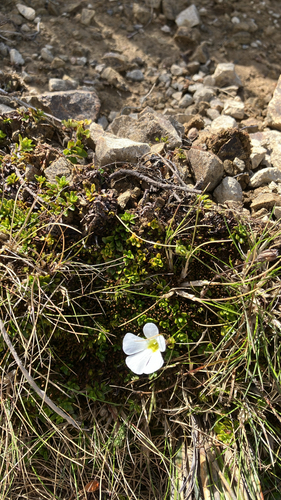 Ourisia caespitosa observed 2026-10-22