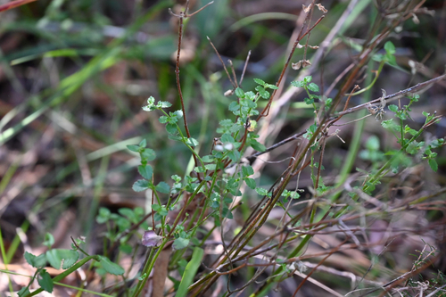 Gonocarpus teucrioides observed 2026-10-22