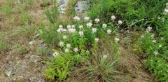 Monarda stipitatoglandulosa