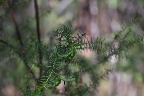 Acacia ulicifolia observed 2026-10-22