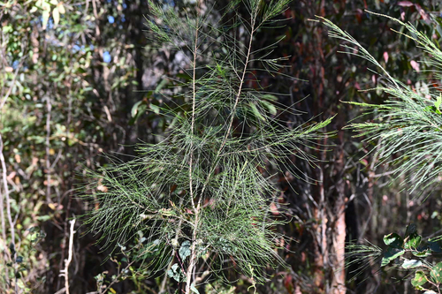 Allocasuarina littoralis observed 2026-10-22