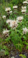 Monarda stipitatoglandulosa