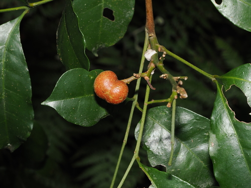 Synoum glandulosum observed 2026-10-22