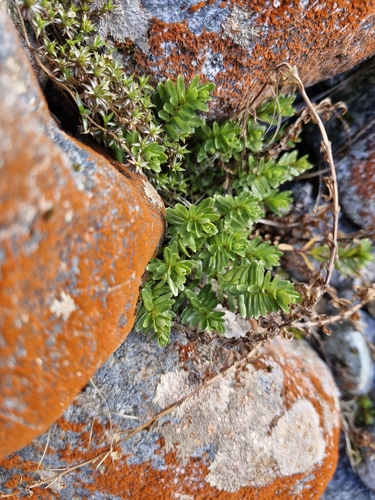 Epilobium glabellum observed 2026-09-23