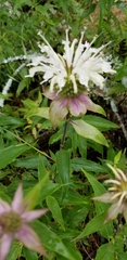 Monarda stipitatoglandulosa