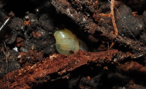 Subulina observed 2026-10-22