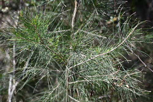 Allocasuarina littoralis observed 2026-10-22