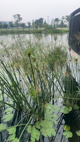 Cyperus papyrus observed 2026-10-22