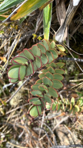 Veronica pinguifolia observed 2026-10-22