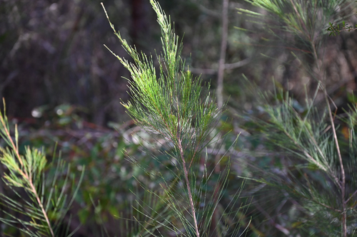 Allocasuarina littoralis observed 2026-10-22