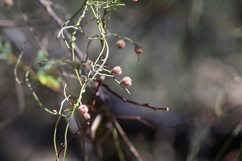 Cassytha pubescens observed 2026-10-22