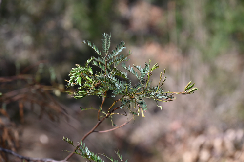Acacia terminalis observed 2026-10-22