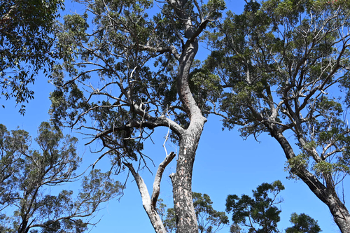 Corymbia gummifera observed 2026-10-22
