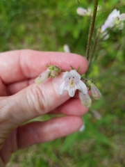 Penstemon