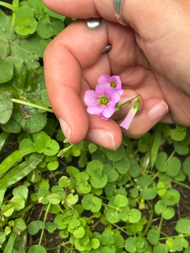 Oxalis debilis observed 2026-10-21
