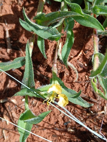 Commelina africana observed 2026-10-22