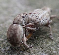 Philopedon plagiatum