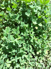 Trifolium wormskioldii