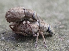 Philopedon plagiatum