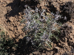 Berkheya cardopatifolia