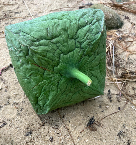 Barringtonia asiatica observed 2026-10-22