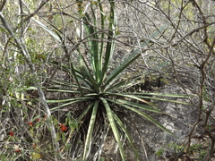 Agave aktites