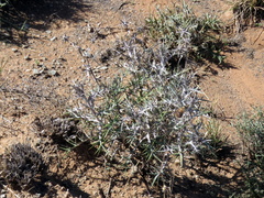 Berkheya cardopatifolia