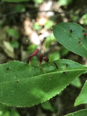 Eriophyes cerasicrumena