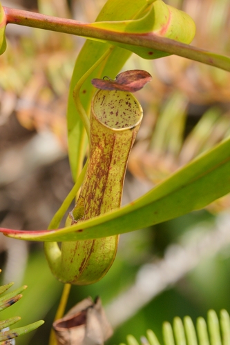 Nepenthes gracilis observed 2026-10-20