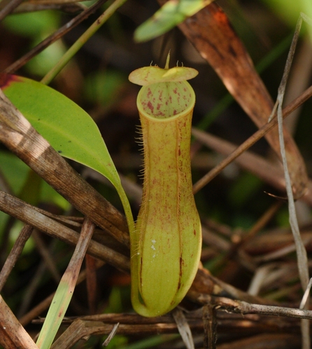 Nepenthes gracilis observed 2026-10-20
