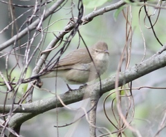 Acrocephalus dumetorum