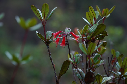 Rhododendron retusum observed 2025-05-14