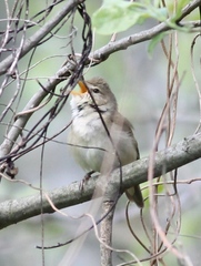 Acrocephalus dumetorum