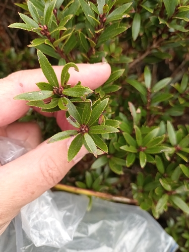 Gaultheria rupestris observed 2026-10-20