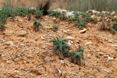 Seseli dichotomum