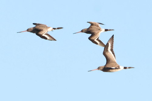 iNaturalist image
