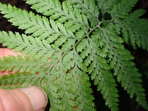 Parapolystichum microsorum observed 2026-10-22