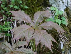 Rodgersia podophylla